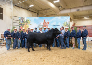 Grand Champion Bull, AALF