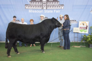 Grand Champion Bull