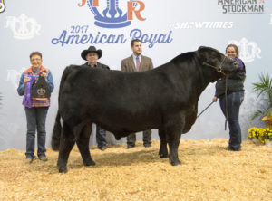 Grand Champion Bull