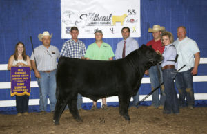 Grand Champion Limousin Bull