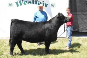 B&O Reserve Grand Champion Lim-Flex Female