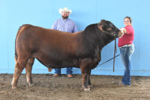 Grand Champion B&O Bull