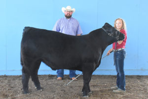 Grand Champion Steer