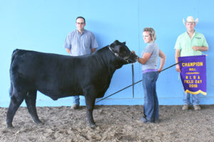 Grand Champion Bull